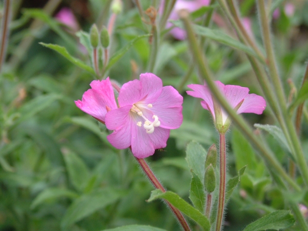 Epilobium hirsutum